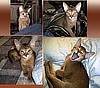 Nataly & Ray's Cleo